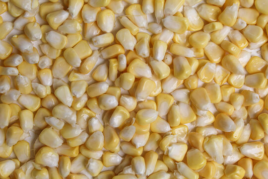 Fresh corn kernels full as background