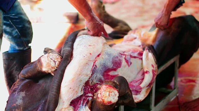 Animal sacrifice skinning process after Eid al-Adha slaughter.