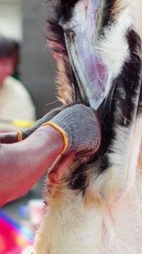 Animal sacrifice skinning process after Eid al-Adha slaughter.