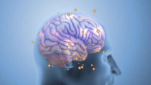 Cerebral Neural Signal Processing Network