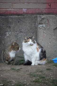 Urban Wildlife in Seasonal Park