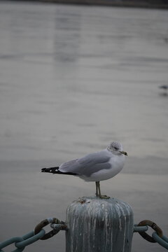 Water Birds on Winter Lake