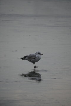 Water Birds on Winter Lake