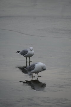 Water Birds on Winter Lake