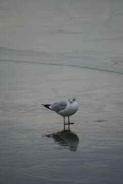 Water Birds on Winter Lake