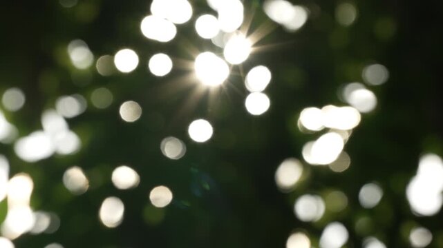 Sparkling evening sunburst embedded in dense green leaves with negative space, sunlight background