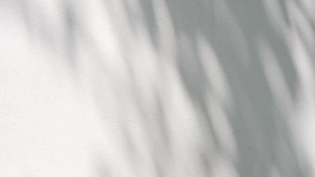 Soft abstract leaf shadow on white wall background, aesthetic moving shadow overlay