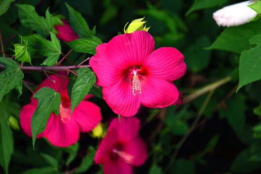 芙蓉の花」の写真素材 | 7,211件の無料イラスト画像 | Adobe Stock