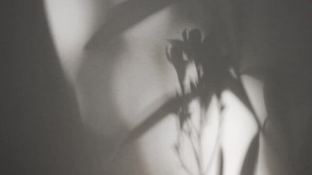 Dark moody leaf shadow on concrete wall texture, low key aesthetic background overlay