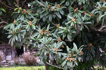 Fototapeta premium Japanese loquat (Rhaphiolepis bibas) flowers. Japanese name 'Biwa'. Rosaceae evergreen. It blooms in winter with five-petaled white, fragrant flowers.