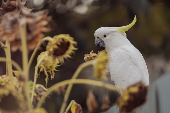 White cockatoo with yellow crest eating seeds from a dried sunflower head