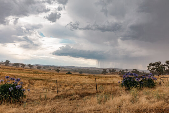 Dramatic storm clouds gather over a dry, golden Australian rural landscape with purple flowers