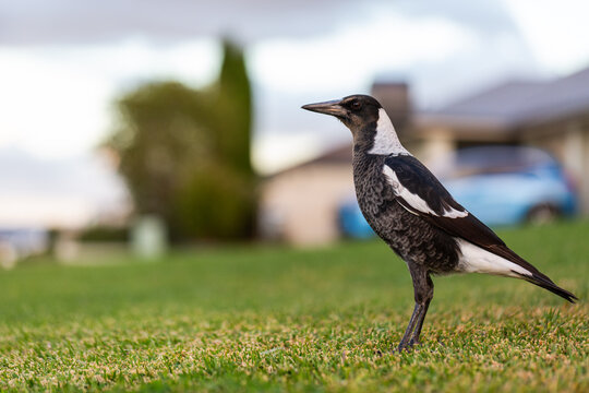 young Australian magpie bird standing on front lawn grass od suburban home