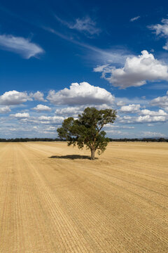 Aerial view of a solitary gumtree in the middle of a dry paddock with puffy white clouds overhead