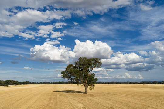 Aerial view of a solitary gumtree in the middle of a dry paddock with puffy white clouds overhead