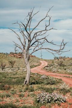 Red dirt track winds past a dead tree.