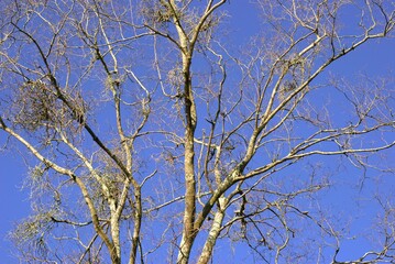 Fototapeta premium bare branches of leafless tree reaching into a clear blue sky