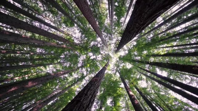 a low angle (or worm's-eye) view looking directly up at the sky in a dense pine or redwood forest. 