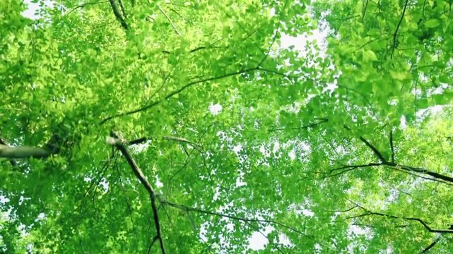 Low angle shot of lush green tree leaves in a dense forest canopy with bright morning sunlight filtering through the branches, creating a fresh, peaceful, and tranquil nature background.