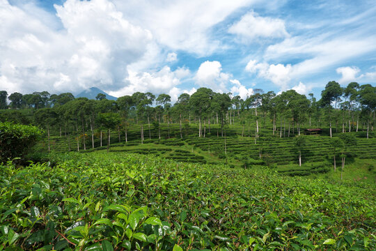 Lush Green Tea Plantations on Hills with Tall Trees and Dramatic Cloudy Blue Skies in Indonesia
