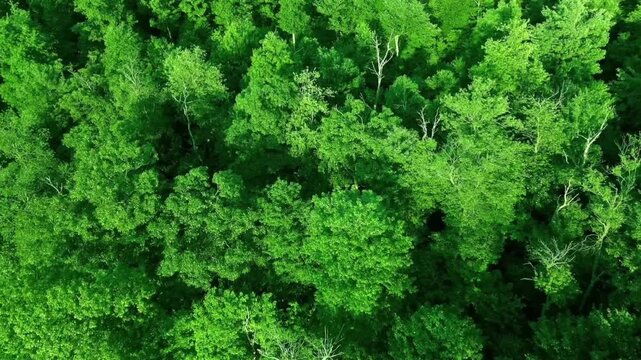 An aerial view shows the expanse of a dense and lush tropical rainforest canopy, dominated by fresh green hues that contrast with the dark shadows between the trees, 