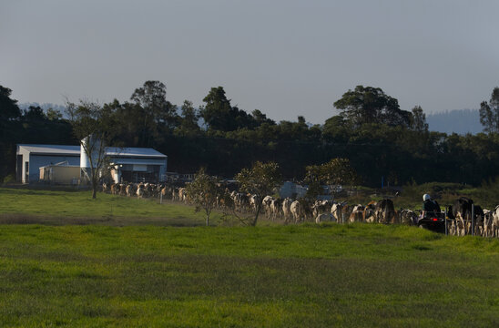 Farmer herding cattle to dairy on quad bike