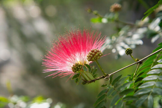 Backlit pink powder puff lily pilly flower