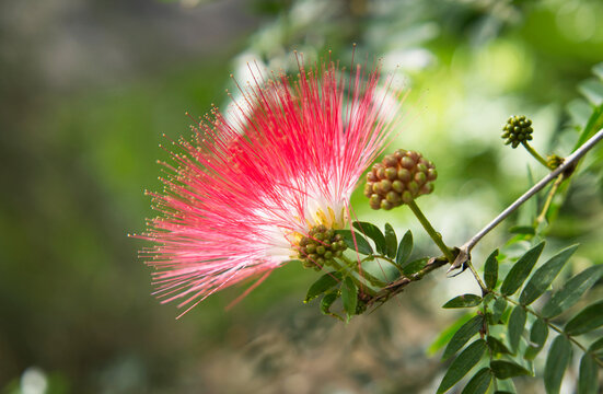 Backlit powderpuff Lilypilly red flower