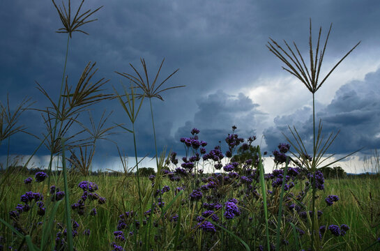 stormy skies, rain, long grass and purple flowers in foreground