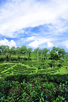 Stunning Vertical View of Lush Green Tea Plantation Terraces on a Tropical Highland Hill with Tall Trees and Dramatic Blue Sky