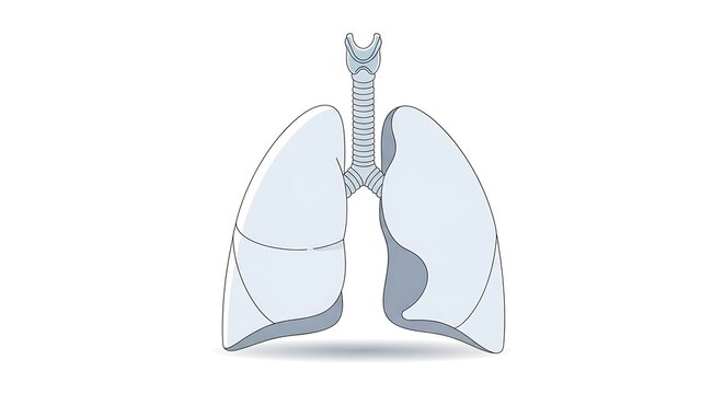 Human lungs anatomy illustration medical.