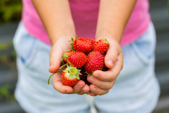 Child holding red ripe homegrown strawberries freshly picked from garden