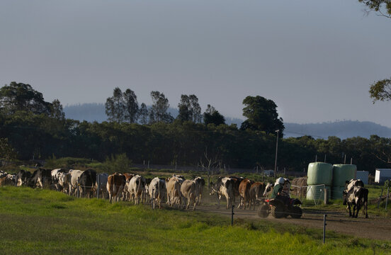 Close up of cows herded by farmer on a quad bike