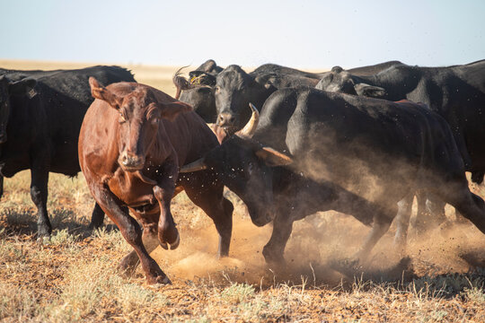 One steer being horned by another steer in the mob