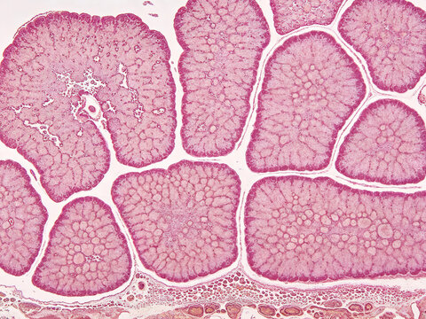 A micrograph of raw H&E staining of human pancreatic acinar cells, showing characteristic basophilic basal cytoplasm, zymogen granules, natural histological contrast, and true pancreatic tissue.