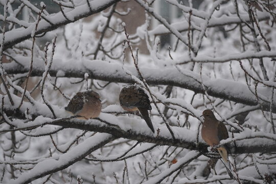 Urban Wildlife in Seasonal Park