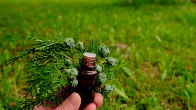 Thuja essential oil and supplements. Selective focus.