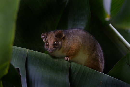 Small brown possum hiding in banana leaves