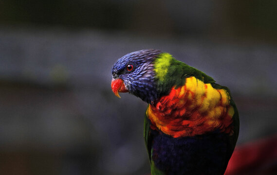 Colourful bird profile, Lorikeet