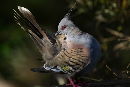 Colourful crested pigeon profile