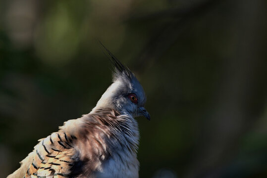 3/4  profile of crested pigeon, out of focus background