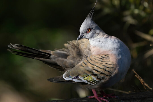 crested pigeon looking behind