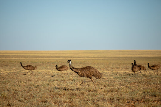 Adult emu and half grown chicks running