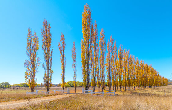 Driveway of Autumn Poplars near Glen Innes