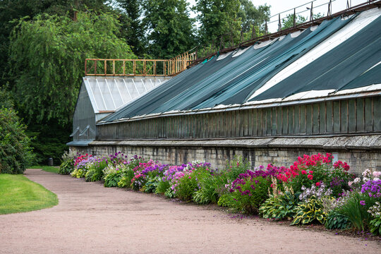 Vibrant clusters of blooming phlox plants thriving in soil in flower beds grow near greenhouse. Garden plant with phlox, season perennials near cultivation facility, pollinator friendly yard