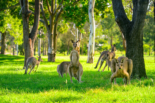 Kangaroos grazing vibrant green grass in the summer under tree shade on a golf course