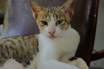 A close-up, side-view portrait of a white and grey tabby cat resting on a chair, showcasing its distinct facial features and calm expression © SAMNANG