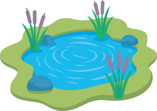 Natural pond landscape with cattail reeds rocks and freshwater ecosystem garden water feature illustration
