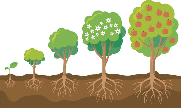 Apple tree growth stages infographic with roots flowering fruit development and agricultural lifecycle illustration