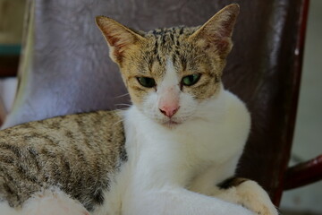 Portrait of a relaxed white and grey tabby cat resting indoors with a calico cat in the background. © SAMNANG